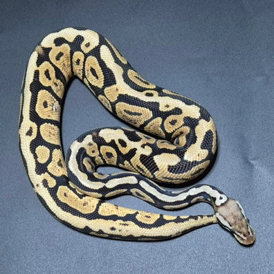 Pastel Spotnose Double Het Hypo Ultramel Ball Python - male for sale from CG Morphs