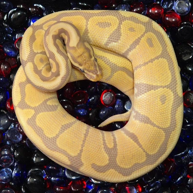 1.1 Ultramel Hypo Project 01 Ball Python - unknown for sale from CG Morphs