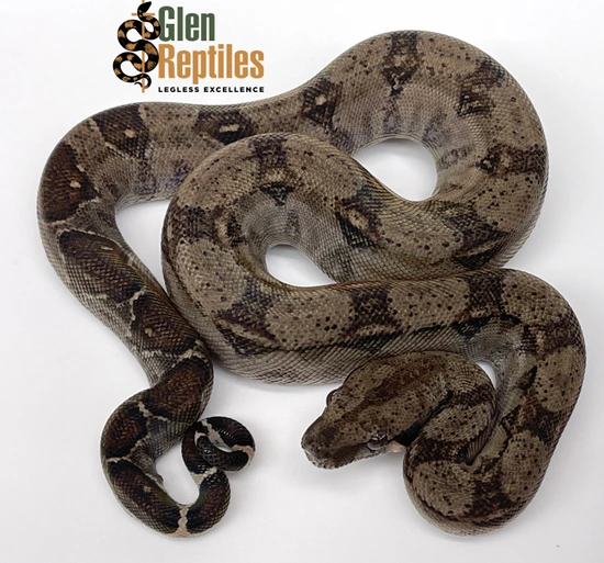 EMP サンセベリア Niaphat dwarf / SA397 Tamaulipas Cloud Forest Dwarf Boa (100% Pure) Boa Constrictor by