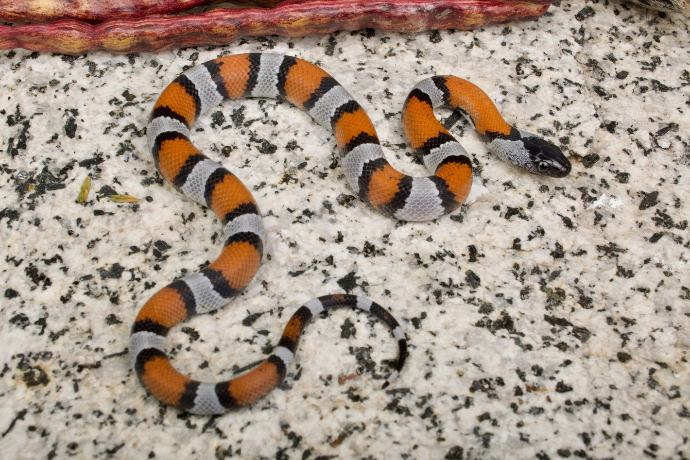 277 Gray-banded Kingsnakes Gray-Banded Kingsnake by Merker Reptiles