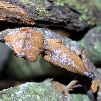 Leaf-Tailed Geckos For Sale - MorphMarket US & Canada