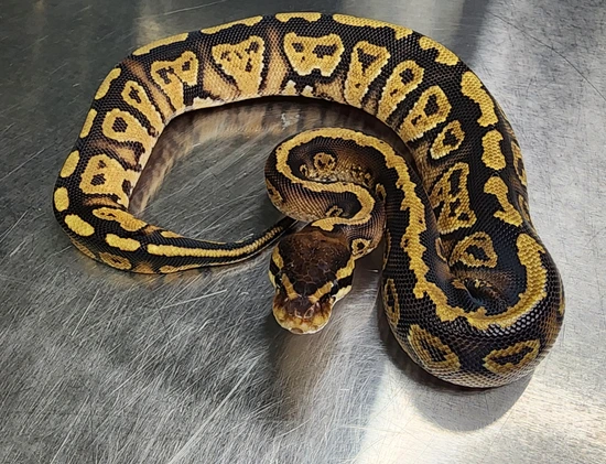 Paint Ball Python by Godfathers Exotics