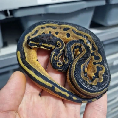 Tri-Stripe Het Albino 50% Het Hypo