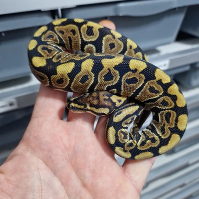 Spotnose Het Clown Ball Python - female for sale from God of Pythons