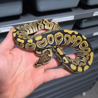 Spotnose Het Clown Ball Python - female for sale from God of Pythons