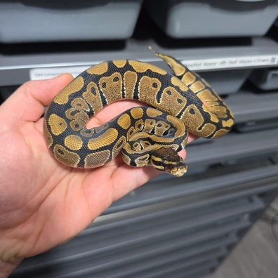 Het Tri-Stripe 50% Het Albino / Hypo Ball Python - male for sale from God of Pythons