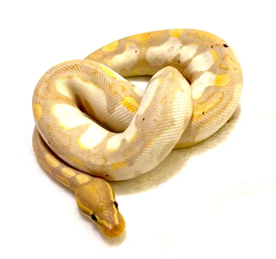 Banana Sugar Yellow Belly Ball Python by Silverback Serpents