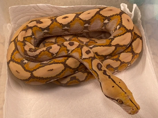 Caramel Albino Reticulated Python by MK Retics