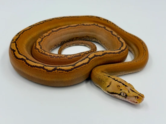 Indo Caramel Golden Child Reticulated Python by MK Retics
