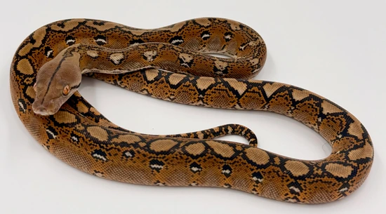 Normal/Wild Type 100% Het OGS & Purple OR Indo Caramel Reticulated ...