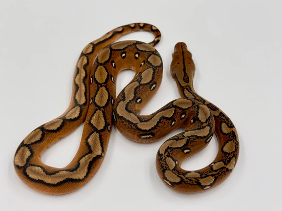 Sunfire 100% Het OGS & Purple OR Indo Caramel Reticulated Python by MK ...