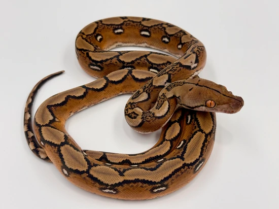 Sunfire 100% Het Orange Ghost Stripe & Purple OR Indo Caramel ...