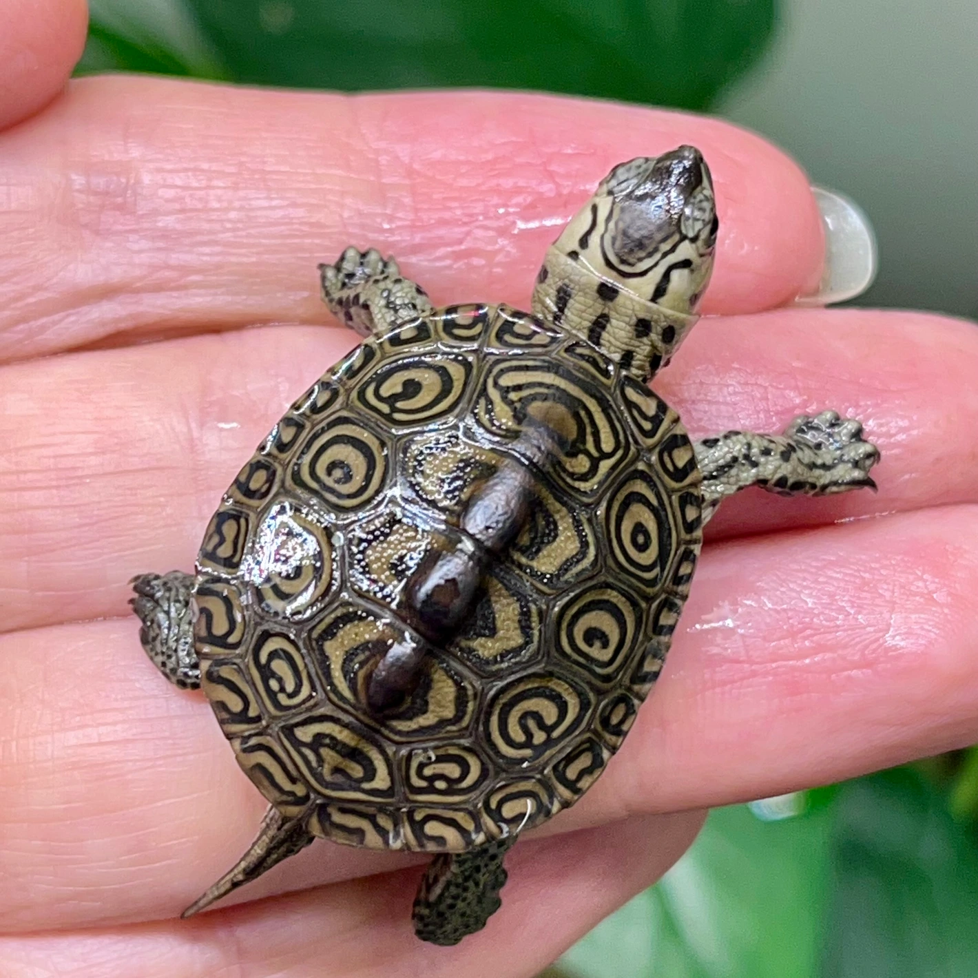 Concentric Diamondback Terrapin Turtle Baby Terrapins by Love My - Main Image