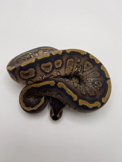 Paint Ball Python by Gomez Pythons