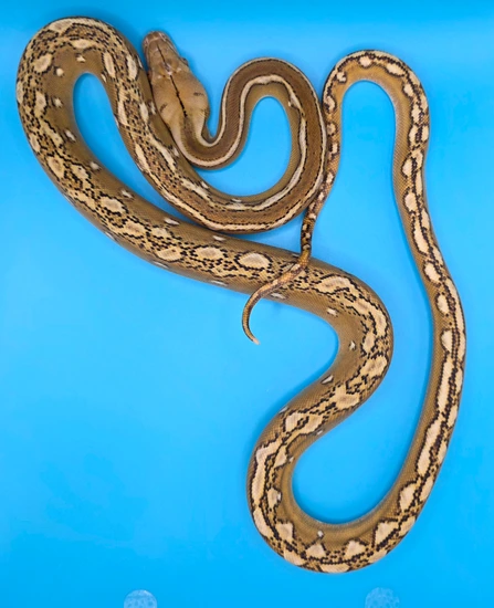 Kalatoa Phantom Sunfire 100% Het Indo/Purple Pos Het Anery Reticulated ...