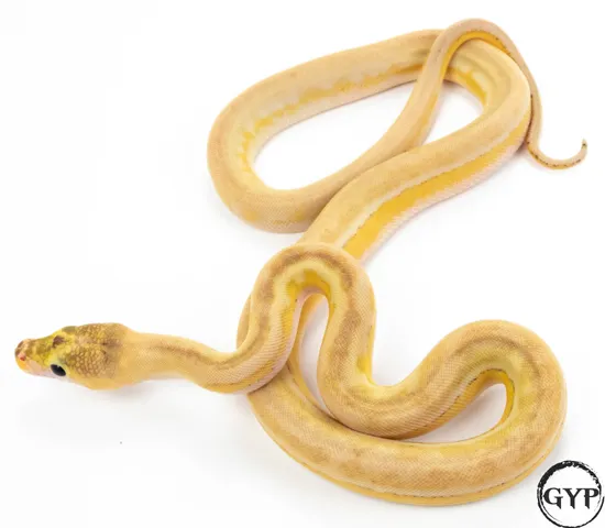 Ultra Ivory GC Reticulated Python by Gopher Your Pet