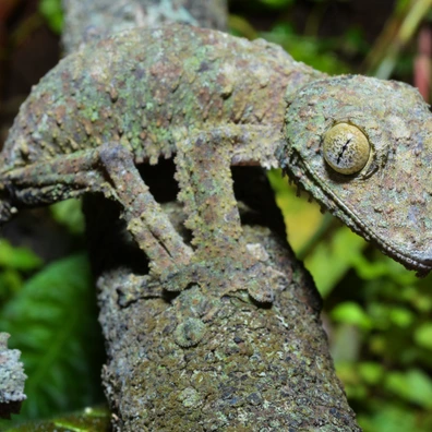 Leaf-Tailed Geckos For Sale - MorphMarket US & Canada