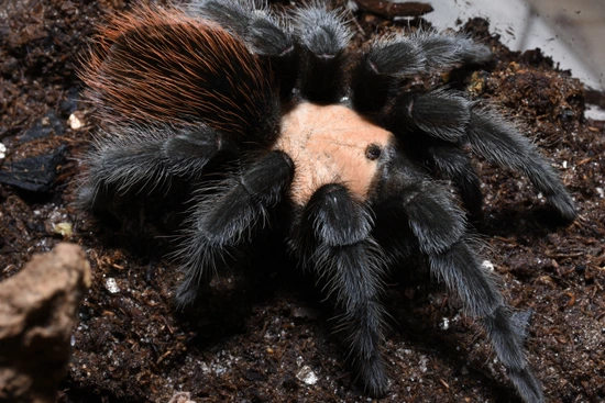 Mexican Golden Red Rump (Brachypelma Albiceps) Tarantula by Gran ...