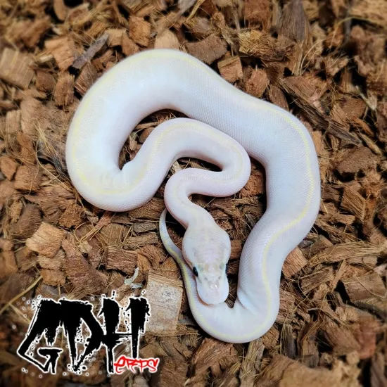 Blackhead Ivory Ball Python Ivory Blackhead Ball Python by Grand Daddy Herps