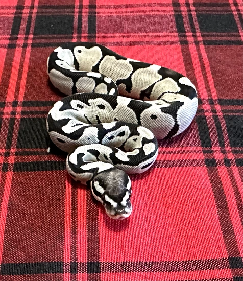 Axanthic (VPI) DG Ball Python by Gray Family Snakes