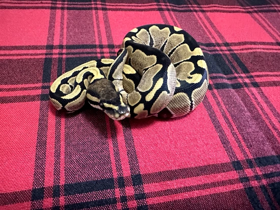 Het DG 50% Het VPI Axanthic Ball Python by Gray Family Snakes