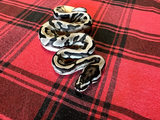 Axanthic (VPI) Piebald Het Albino Ball Python by Gray Family Snakes
