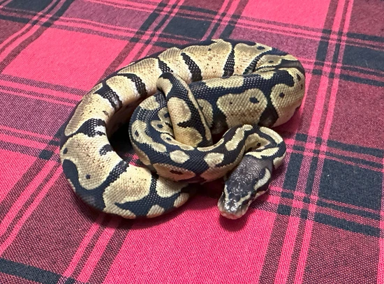 Pastel DH Axanthic (VPI) DG Ball Python by James pythons