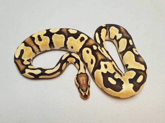 OD Fire Het Clown Ball Python by Palaski's Pythons