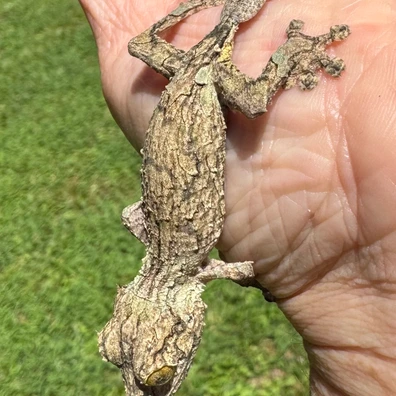 Leaf-Tailed Geckos For Sale - MorphMarket Worldwide