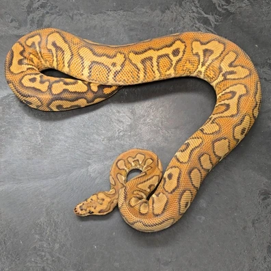 Pompeii, Red Stripe Black Pastel Yellow Belly Spotnose Clown