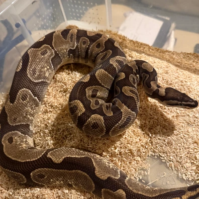 Enchi Het Clown Ball Python - female for sale from Gurney’s Ballz