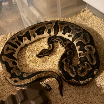 Leopard Yb DH Clown/pied Ball Python - male for sale from Gurney’s Ballz