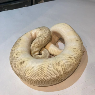 Super Pastel Poss Super OD Blackpastel Clown Ball Python - female for sale from Gurney’s Ballz