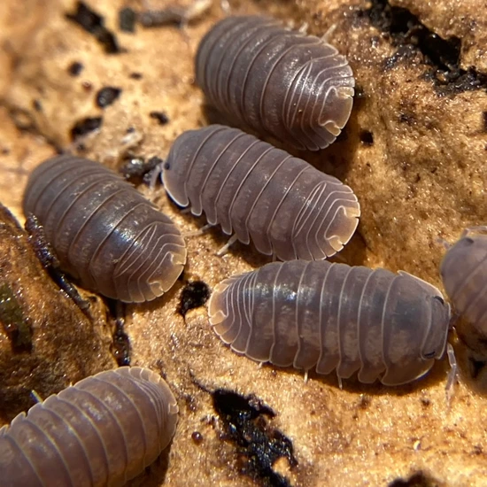 Cubaris Murina 