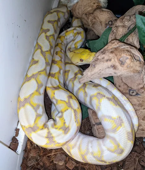 Kalatoa Purple Snow Reticulated Python by DragonLine Boas