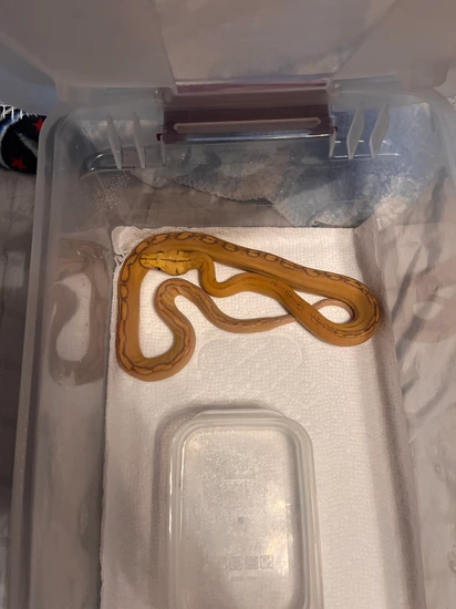 Goldenchild Albino (Purple Phase) Reticulated Python by TEK Pythons