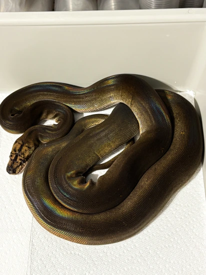 Dwarf Golden Child Motley Reticulated Python Het Albino by Hagerstown ...