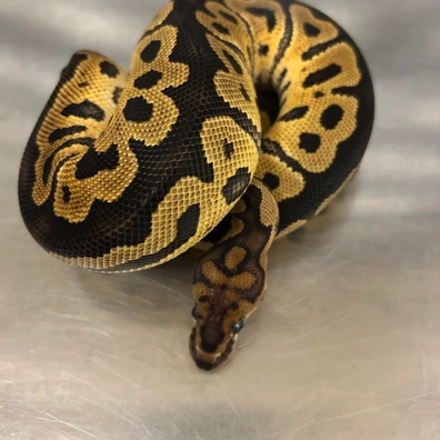 Clown Het Monarch Poss Het Hypo