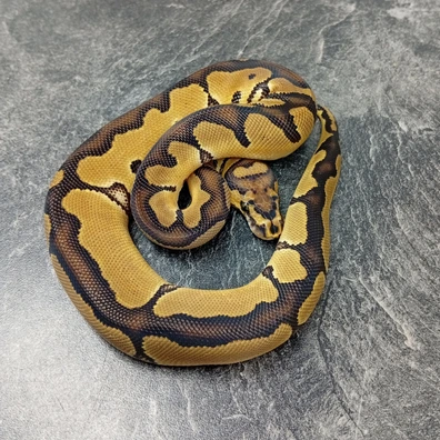 Clown Pos Het Monsoon