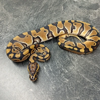 100% Het Clown Pos Het Monsoon