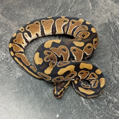 100% Het Clown Pos Het Monsoon