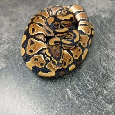 100% Het Clown Pos Het Monsoon