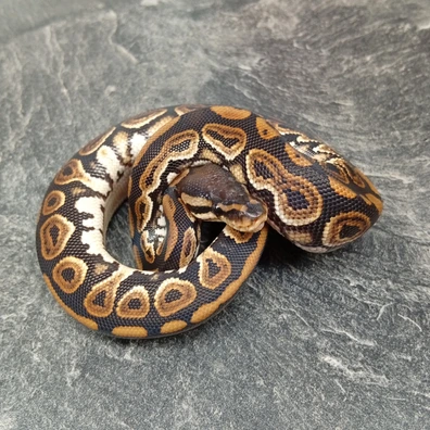 Cinnamon 100 % Dhet Hypo Clown