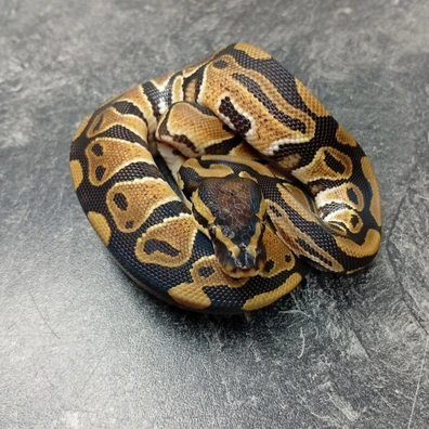 100 % Dhet Hypo Clown Ball Python - male for sale from Hank´s Ball Stud Farm