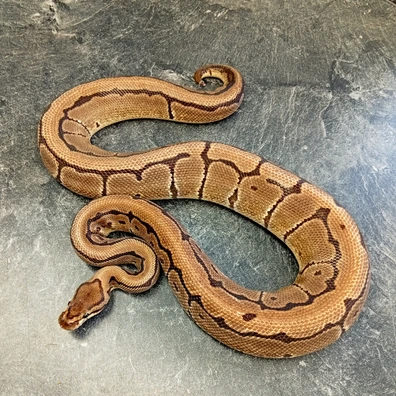 Pinstripe 100% Dh DesertGhost Pied Ball Python - male for sale from Hank´s Ball Stud Farm