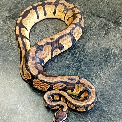 Pastel 100% Dh DesertGhost Tristripe Ball Python - male for sale from Hank´s Ball Stud Farm