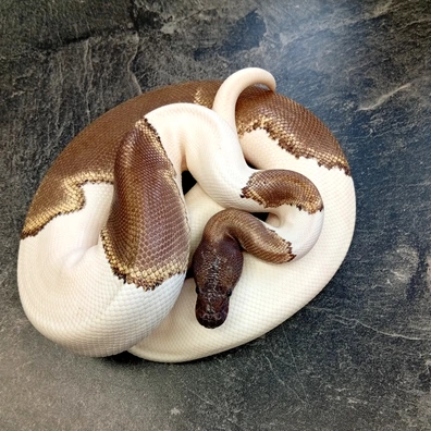 GHI Mojave Pied Pos Het Albino Ball Python - female for sale from Hank´s Ball Stud Farm