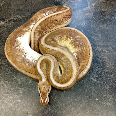 Bamboo GeneticStripe Pos Het Albino Ball Python - female for sale from Hank´s Ball Stud Farm