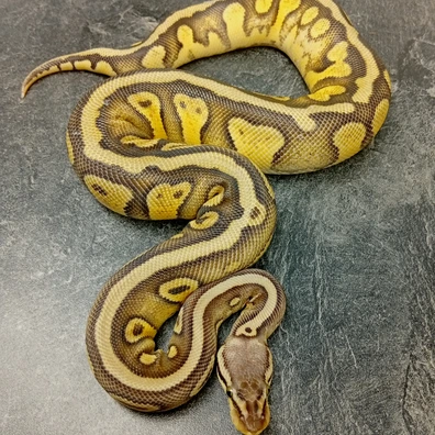 SuperPastel YB Harleqiun Dh DesertGhost Pied Ball Python - female for sale from Hank´s Ball Stud Farm