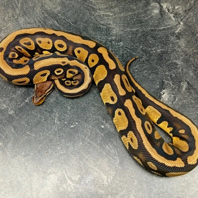Pastel Harleqiun Dh DesertGhost Pied Ball Python - female for sale from Hank´s Ball Stud Farm